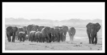  Gerahmtes Bild KAMI 25x50 cm schwarz Motiv: Elephants von Spiegelprofi 
