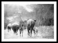  Gerahmtes Bild LORNA 30x40 cm schwarz Motiv: African animals von Spiegelprofi 
