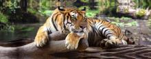  Leinwandbild CLEO 50x150 cm Motiv: Tiger von Spiegelprofi 