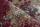 120x170 Teppich Medellin MED 401 von Lalee red 3